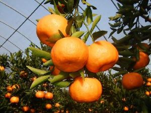 ถุงเซลล์ของส้มแมนดารินมีผลต่อสุขภาพหัวใจหรือไม่?